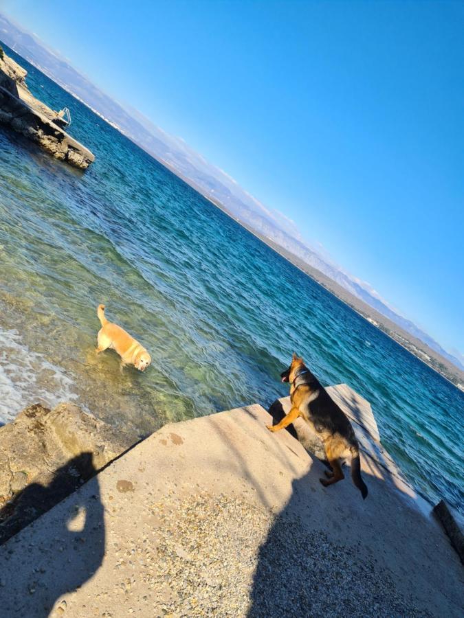 Villa Carpe Diem Vantacici Dış mekan fotoğraf